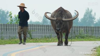 春天农村农民伯伯和他的水牛